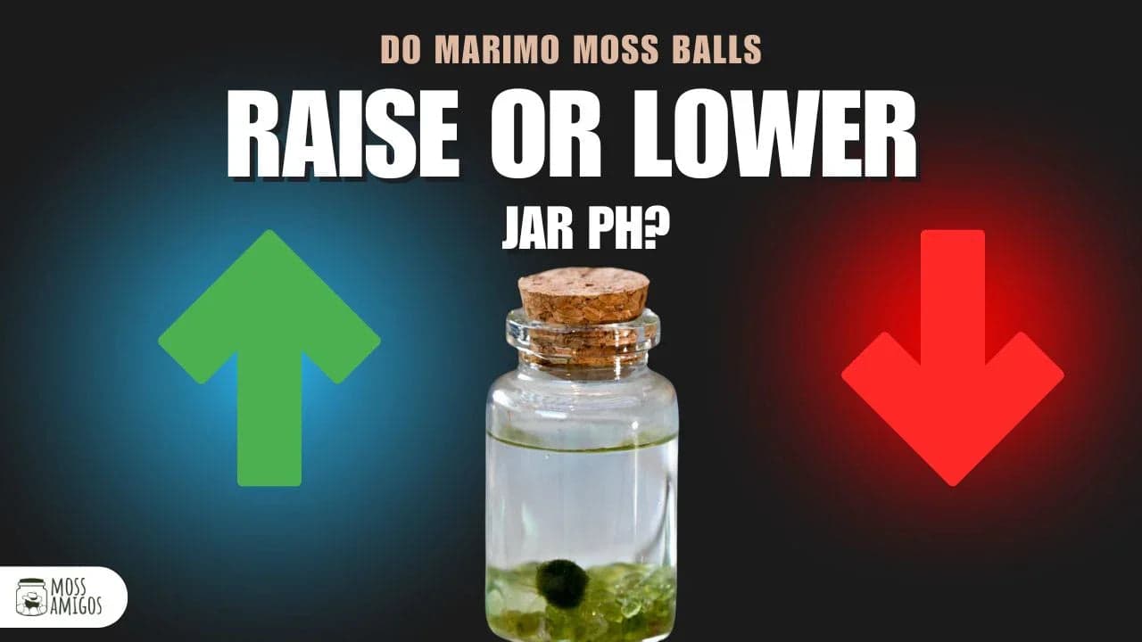 Do Marimo Moss Balls Lower pH in Jars? A Science-Backed Answer